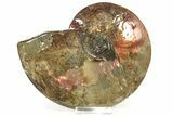 Flashy Red Ammonite Preserved In Precious Ammolite #222715-1